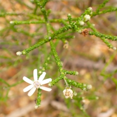 Olearia ramosissima at Moollattoo, NSW - 19 Feb 2024 by plants