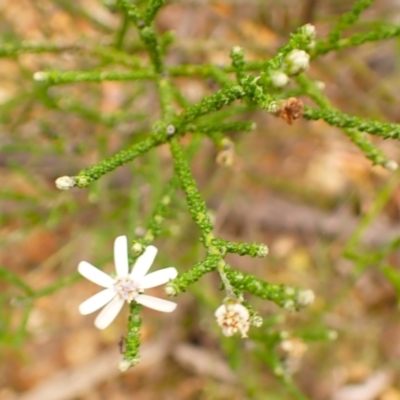 Olearia ramosissima at Moollattoo, NSW - 19 Feb 2024 by plants