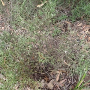 Olearia ramosissima at Morton National Park - 19 Feb 2024