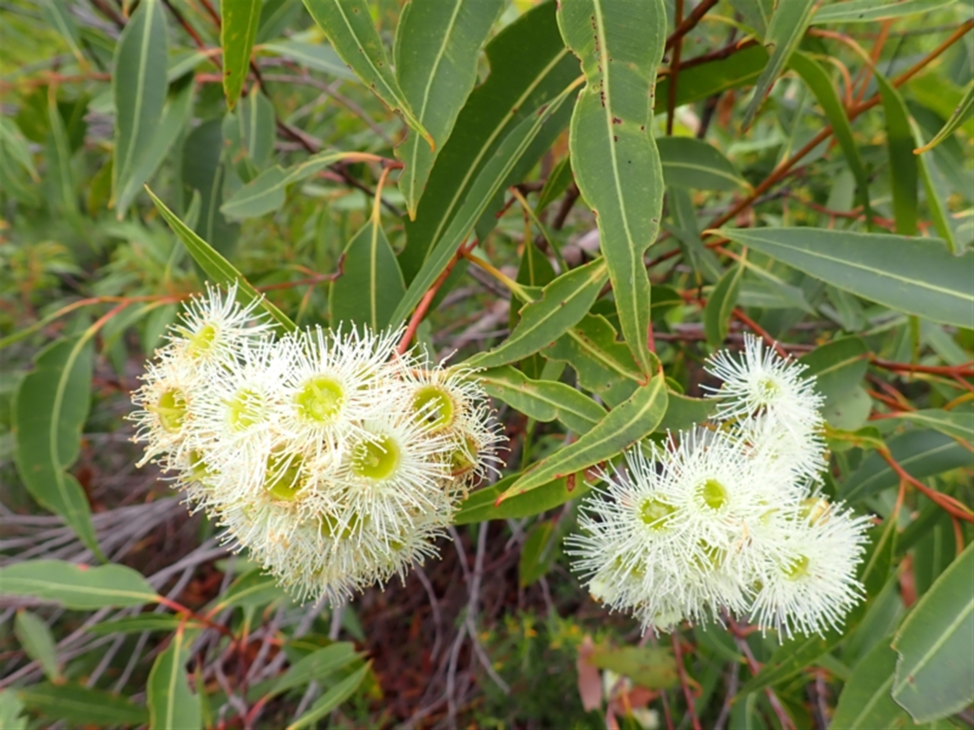 Corymbia gummifera at Undefined Area - 19 Feb 2024 12:47 PM