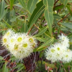 Corymbia gummifera (Red Bloodwood) at Moollattoo, NSW - 19 Feb 2024 by plants