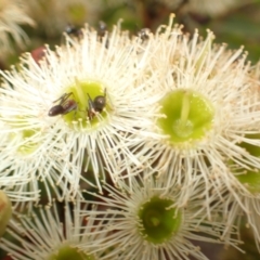 Corymbia gummifera at Morton National Park - 19 Feb 2024