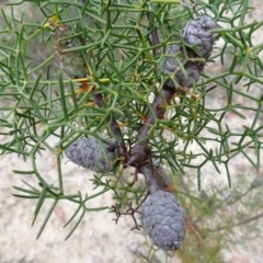 Petrophile sessilis (Conesticks) at Morton National Park - 19 Feb 2024 by plants