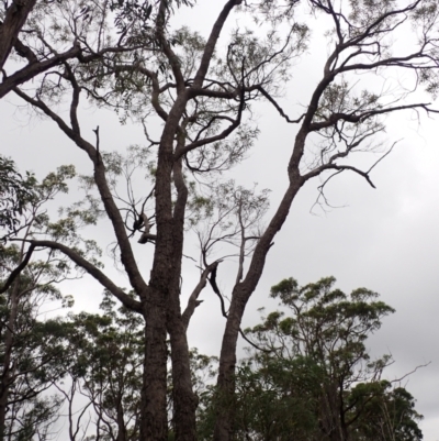 Angophora bakeri (Narrow-leaved Apple) at Moollattoo, NSW - 19 Feb 2024 by plants