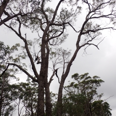 Angophora bakeri (Narrow-leaved Apple) at Morton National Park - 19 Feb 2024 by plants