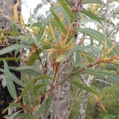 Angophora bakeri at Morton National Park - 19 Feb 2024