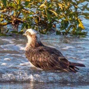 Pandion haliaetus at Slade Point, QLD - 26 Aug 2020