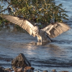 Pandion haliaetus at Slade Point, QLD - suppressed