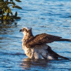 Pandion haliaetus at Slade Point, QLD - 26 Aug 2020