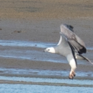 Haliaeetus leucogaster at Blacks Beach, QLD - 25 Aug 2020 10:24 AM