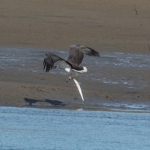 Haliaeetus leucogaster at Blacks Beach, QLD - 25 Aug 2020