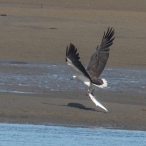 Haliaeetus leucogaster at Blacks Beach, QLD - 25 Aug 2020 10:24 AM