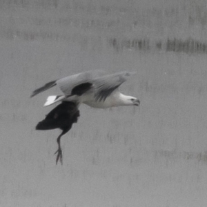 Haliaeetus leucogaster at Benambra, VIC - 23 Apr 2017