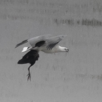 Haliaeetus leucogaster (White-bellied Sea-Eagle) at Benambra, VIC - 23 Apr 2017 by Petesteamer