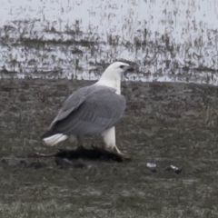 Haliaeetus leucogaster at Benambra, VIC - 23 Apr 2017