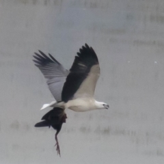 Haliaeetus leucogaster at Benambra, VIC - 23 Apr 2017 09:45 AM