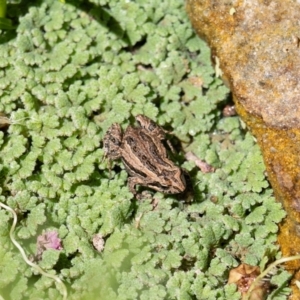 Crinia signifera at Pearce, ACT - 18 Feb 2024