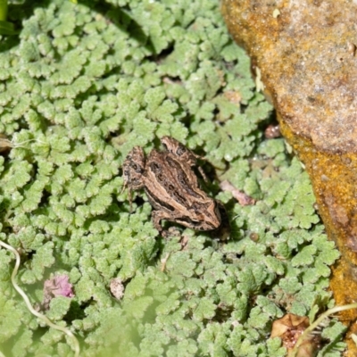 Crinia signifera (Common Eastern Froglet) at Pearce, ACT - 18 Feb 2024 by Shell