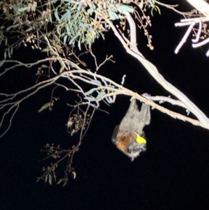 Pteropus poliocephalus at Illilanga & Baroona - 24 Jan 2024