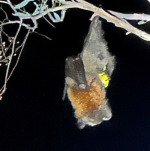 Pteropus poliocephalus at Illilanga & Baroona - 24 Jan 2024