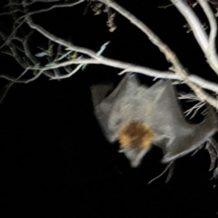 Pteropus poliocephalus at Illilanga & Baroona - 24 Jan 2024