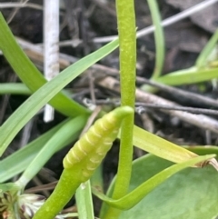 Ophioglossum lusitanicum (Adder's Tongue) at Tinderry, NSW - 19 Feb 2024 by JaneR