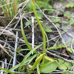 Ophioglossum lusitanicum at Mt Holland - 19 Feb 2024