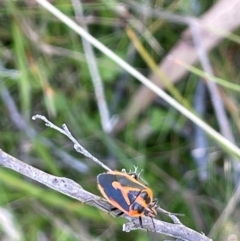 Agonoscelis rutila (Horehound bug) at Mt Holland - 19 Feb 2024 by JaneR