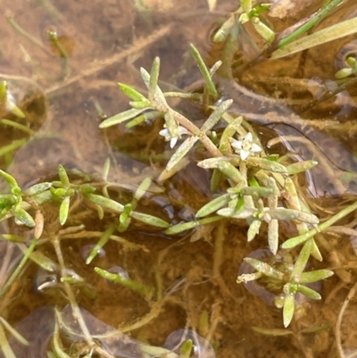 Crassula helmsii (Swamp Stonecrop) at Tinderry, NSW - 19 Feb 2024 by JaneR