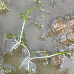 Lilaeopsis polyantha (Lilaeopsis) at Tinderry, NSW - 19 Feb 2024 by JaneR