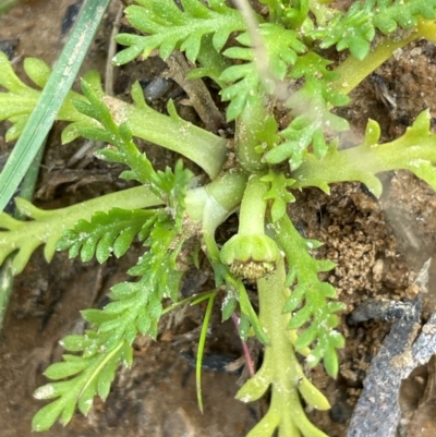 Cotula alpina (Alpine Cotula) at Mt Holland - 19 Feb 2024 by JaneR