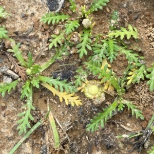 Cotula alpina at Mt Holland - 19 Feb 2024 04:20 PM