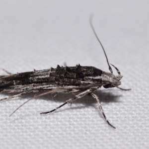 Leptozestis and Trachydora (genera) at QPRC LGA - 19 Feb 2024