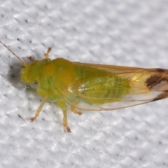 Psyllidae sp. (family) (Unidentified psyllid or lerp insect) at QPRC LGA - 19 Feb 2024 by DianneClarke