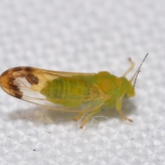 Psyllidae sp. (family) at QPRC LGA - 19 Feb 2024