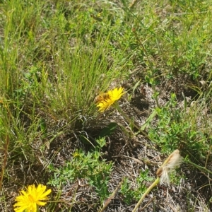 Apis mellifera at Undefined Area - 9 Feb 2024 10:16 AM