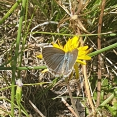 Zizina otis (Common Grass-Blue) at Lawson North Grasslands - 8 Feb 2024 by EmmaCollins