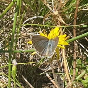 Zizina otis at Dawn Crescent Grassland (DCG) - 9 Feb 2024 10:26 AM