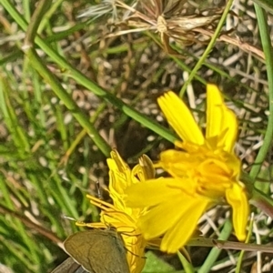 Zizina otis at Dawn Crescent Grassland (DCG) - 9 Feb 2024 10:26 AM