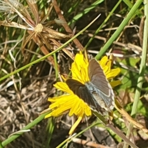 Zizina otis at Dawn Crescent Grassland (DCG) - 9 Feb 2024 10:26 AM