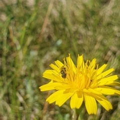 Lasioglossum (Homalictus) sp. (genus & subgenus) (Furrow Bee) at Dawn Crescent Grassland (DCG) - 9 Feb 2024 by EmmaCollins