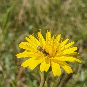 Lasioglossum (Homalictus) sp. (genus & subgenus) at Dawn Crescent Grassland (DCG) - 9 Feb 2024