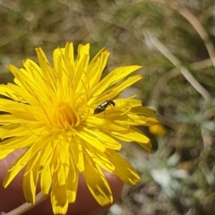 Dasytinae (subfamily) (Soft-winged flower beetle) at Dawn Crescent Grassland (DCG) - 9 Feb 2024 by EmmaCollins