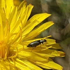 Dasytinae (subfamily) at Dawn Crescent Grassland (DCG) - 9 Feb 2024