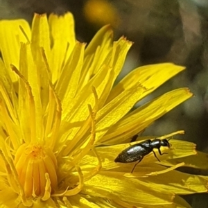 Dasytinae (subfamily) at Dawn Crescent Grassland (DCG) - 9 Feb 2024