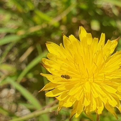 Muscoidea (super family) at Lawson, ACT - 8 Feb 2024 by EmmaCollins