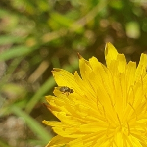 Muscoidea (super family) at Dawn Crescent Grassland (DCG) - 9 Feb 2024