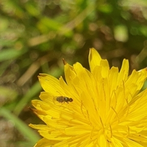 Muscoidea (super family) at Dawn Crescent Grassland (DCG) - 9 Feb 2024