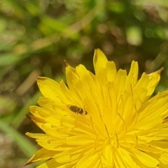 Muscoidea (super family) at Dawn Crescent Grassland (DCG) - 9 Feb 2024