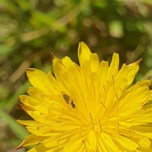 Muscoidea (super family) at Dawn Crescent Grassland (DCG) - 9 Feb 2024